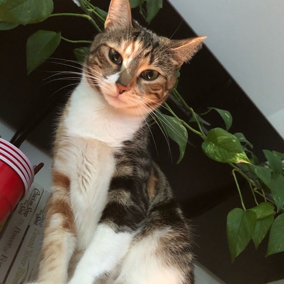 Reen - Picture 2 of 2